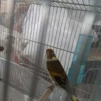 سهره قناری جوان|پرنده|بندر انزلی, گلسرخ|دیوار