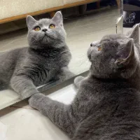 دو گربه بریتیش