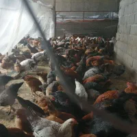 سلام فروش مرغ و خروس جوان 5 ماهه گلپایگان