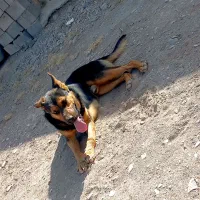 سگ ژرمن نر