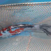 ماهی کوی نژاد دار|ماهی|قم, حاج خلیل|دیوار