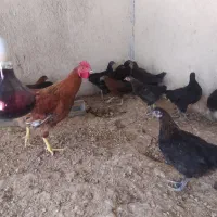 مرغ وخروس محلی 5ماهه