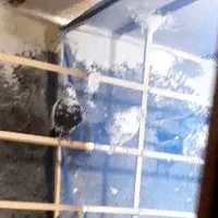 کبوتر گم شده جوجه داره