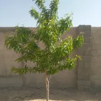زمین باغ باغچه گلخانه دامداری  مشاغل صنعتی|فروش زمین و ملک کلنگی|ری, |دیوار