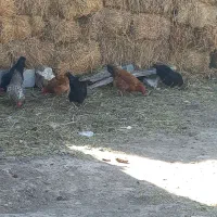 مرغ تخم گذار با غاز