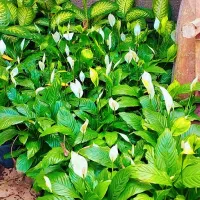 گلهای آپارتمانی