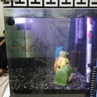 اکواریوم|ماهی|تهران, فلسطین (میدان انقلاب)|دیوار