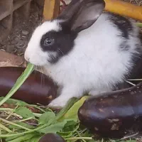 خرگوش بازیگوش و خانگی رودان سکل|موش و خرگوش|بیکاه, |دیوار