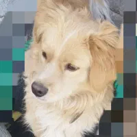 واگذاری سگ شیتزو