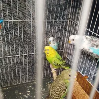 مرغ عشق|پرنده|شیروان (خراسان), |دیوار