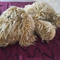 عروسک سگ پشمالو خارجی