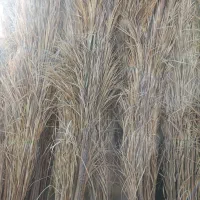 فروش‌ سته‌‌