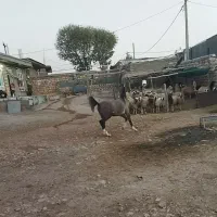 کره اسب کرد|اسب و تجهیزات اسب‌سواری|ری, علایین|دیوار