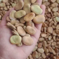 باقلا،باقله بذری و خوراکی.|عمده‌فروشی|ششده و قره بلاغ, |دیوار