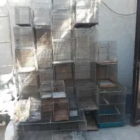 قفس قناری