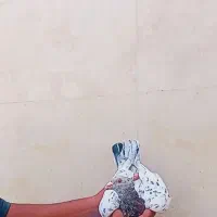 هفرنگ کاکولی