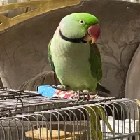 شاه طوطی نر گمشده