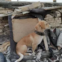 واگذاری پاپی نگهبان|سگ|مشهد, شهید شهریاری|دیوار