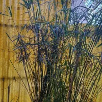 نخل مرداب|گل و گیاه طبیعی|تهران, بروجردی|دیوار