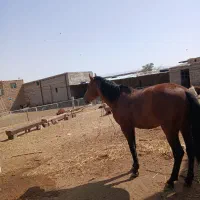 اسب نریون|اسب و تجهیزات اسب‌سواری|مشهد, شهرک شهید باهنر|دیوار