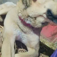 سگ فوق نگهبان