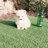 سگ پامر خرسی سایز ریز توله سفید (پامرانین)|سگ|قائمشهر, |دیوار