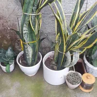 گل . گل های آپارتمانی و باغچه ای در گلدان|گل و گیاه طبیعی|شلمان, |دیوار