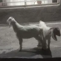 دوراس بزغاله اسرائیلی نروماده عالی