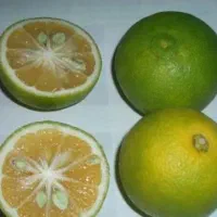 نارنج حدود 4تن به فروش می رسد قیمت 25|حراج|عباس‌آباد, |دیوار