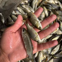 انواع گرمابی ماهی کهندا