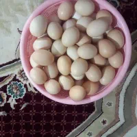 تخم مرغ