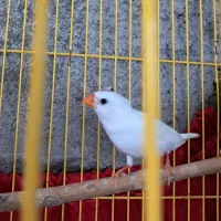 فنج ماده|پرنده|بندرعباس, |دیوار