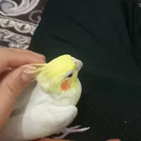 عروس هلندیلوتینو