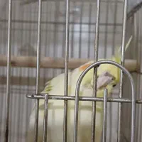 عروس هلندی|پرنده|فردیس, نگارستان|دیوار