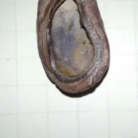 شهاب سنگ|کلکسیون اشیاء عتیقه|تهران, شهرک آزمایش|دیوار