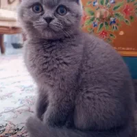 گربه برتیش با اصالت نر آماده جفت گیری