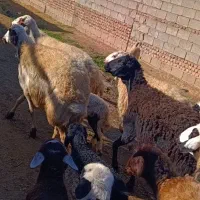 13 راس گوسفند بره دار همه جوان|حیوانات مزرعه|تبریز, |دیوار