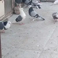 کبوتر ابلق