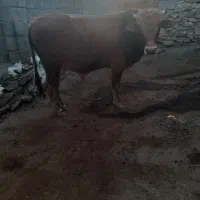 گاو نر نژاد سمینتال