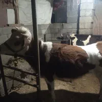 پلیسه سیمنتال