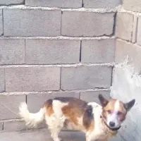 سگ پا کوتاه