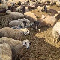 نیازمند چوپان استان فارس- شهرستان سرچهان
