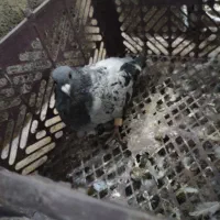 کبوتر پلاکی بنکی