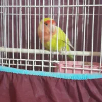 طوطی دستی هر چی بگی متوجه جی شه