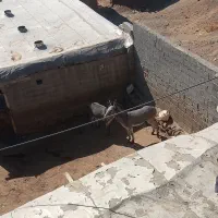 فروش دوتا خر نر