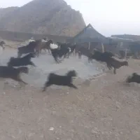 فروش کهره ماده چاق سفت|حیوانات مزرعه|ارسنجان, |دیوار