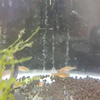 ماهی رازبورا گلکسی