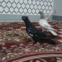 جوجه کبوتر کیله|پرنده|سوسنگرد, |دیوار