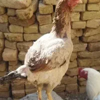 لاری|حیوانات مزرعه|ایوانکی, |دیوار
