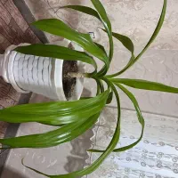 گل سوسن